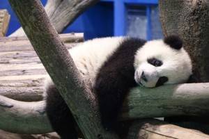 台北市立動物園提供