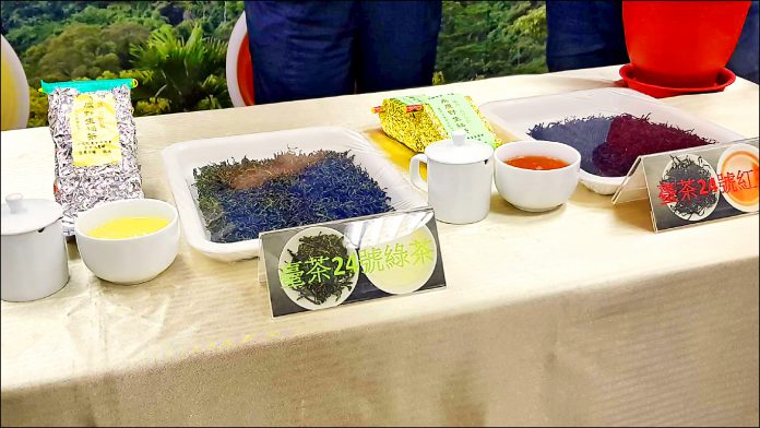 台茶24号(写真提供:自由時報)