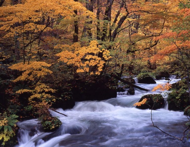 日本賞楓季開跑 各地預測出爐